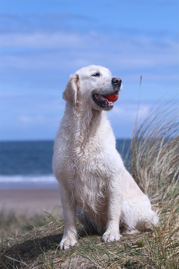 About The Club – GOLDEN RETRIEVER CLUB OF SCOTLAND