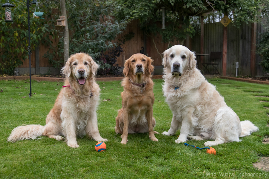 Rescued golden retrievers for sales adoption