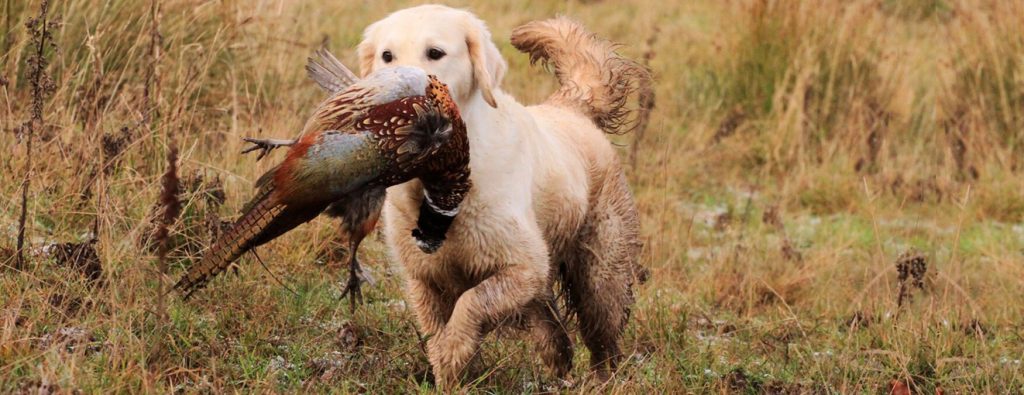 Golden retriever best sale breed origin