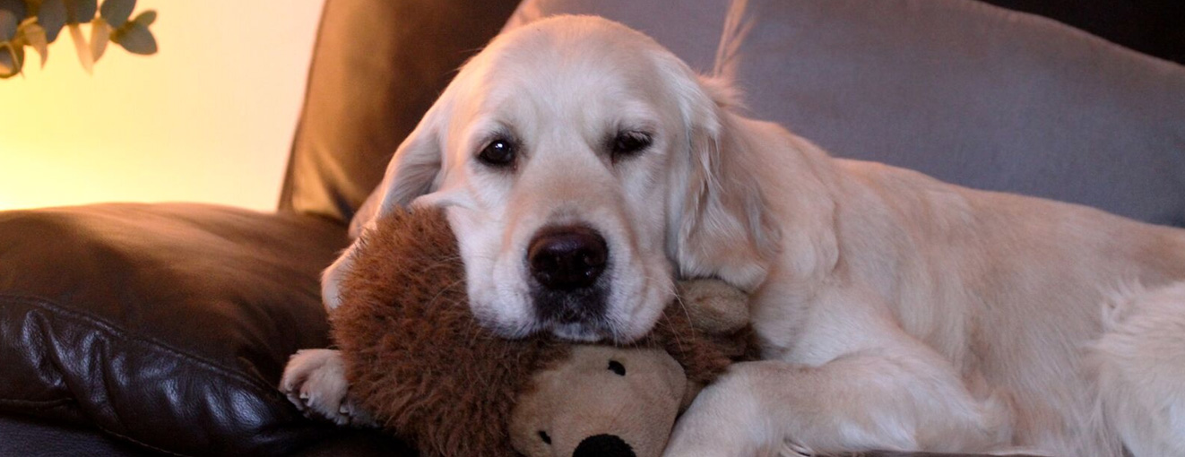 Golden sales retriever test