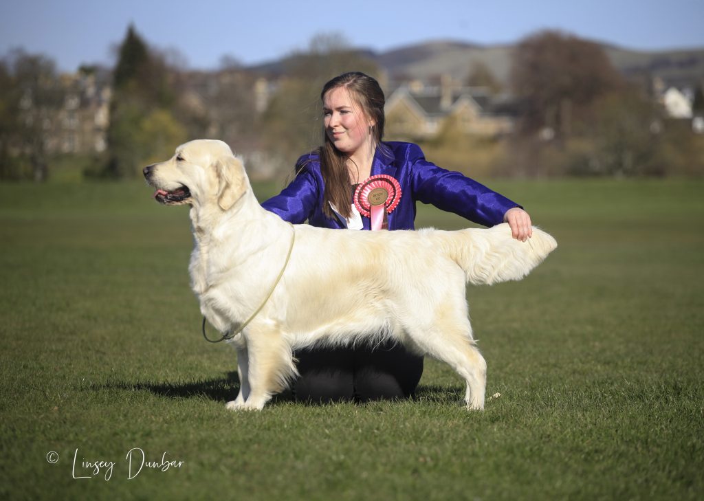 Show golden hot sale retriever