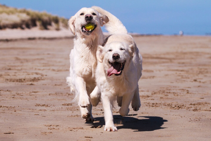 Welfare – GOLDEN RETRIEVER CLUB OF SCOTLAND